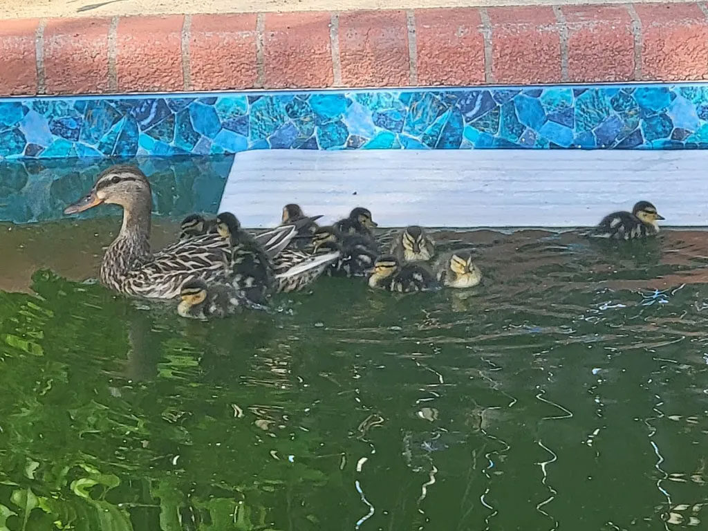 Pool before service